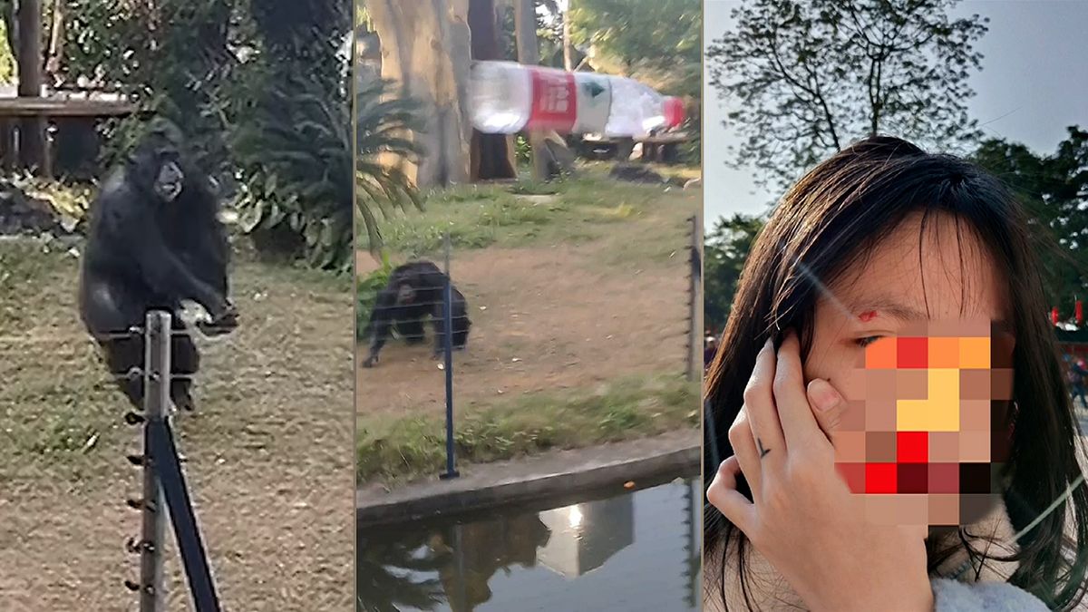 Šimpanz hodil po návštěvnici zoo láhev, natrhl jí obočí
